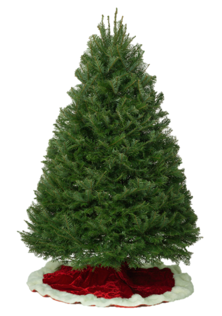 Grand Fir West LA In Store Only Mr. Jingle's Christmas Trees