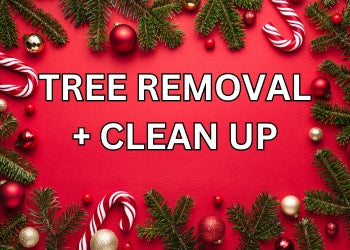 Tree Removal & Clean Up