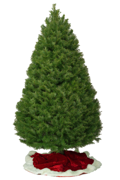 Douglas Fir - Brea
