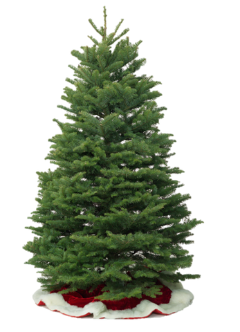 Noble Fir - Brea