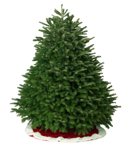 Nordman Fir - Brea