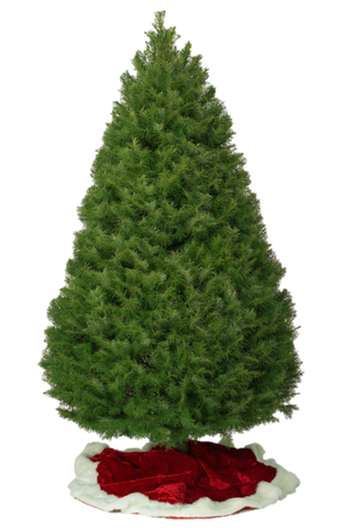 Douglas Fir