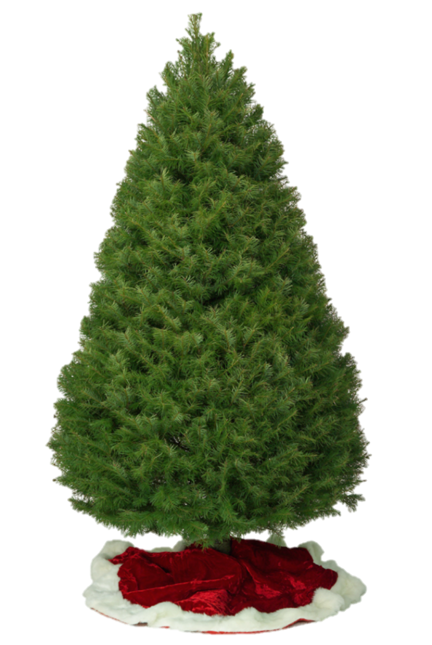 Douglas Fir - Woodland Hills