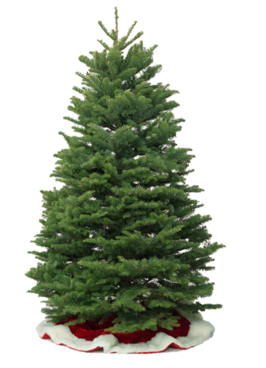 Noble Fir - Woodland Hills
