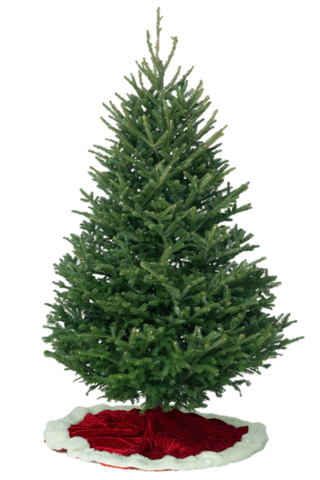 Fraser Fir - Hollywood